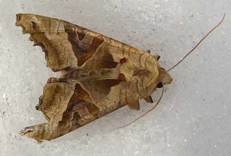 Phogophora meticulosa - Noctuidae